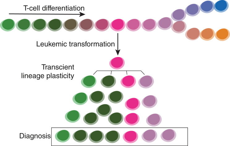 Transient Differentiation-State Plasticity Occurs during Acute Lymphoblastic Leukemia Initiation