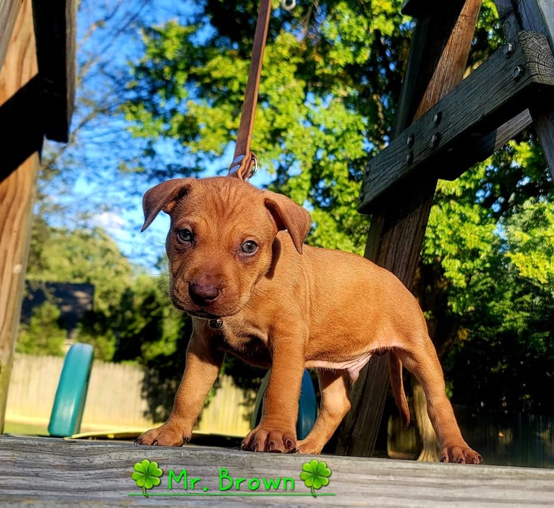 Puppies For Sale