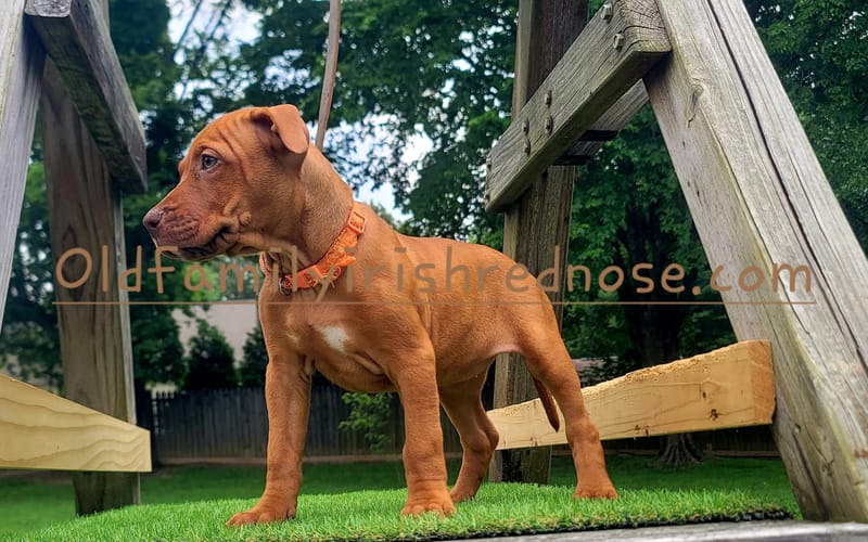Puppies For Sale