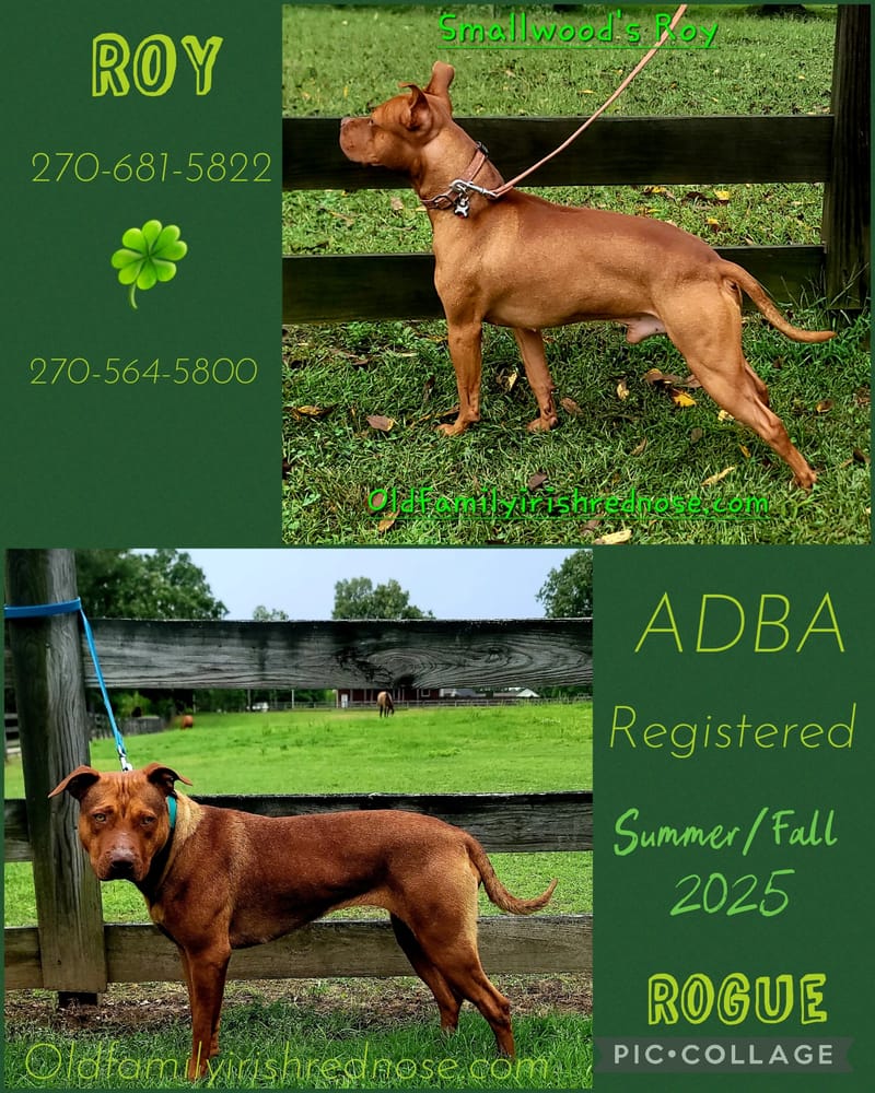 Puppies For Sale