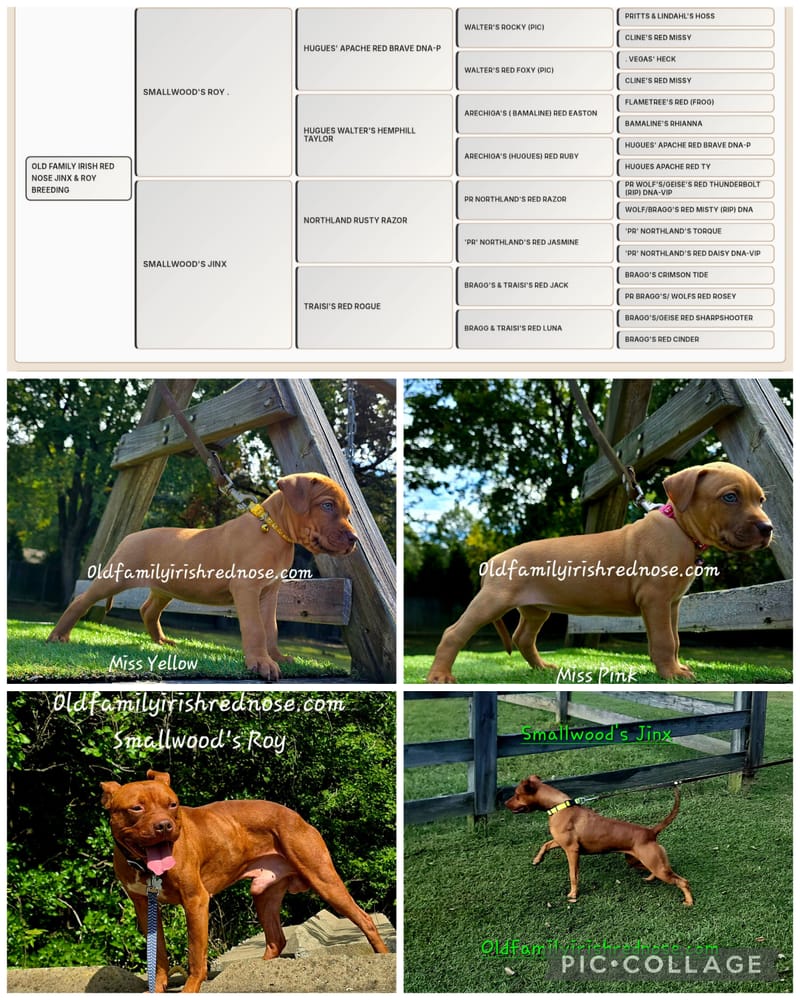 Puppies For Sale