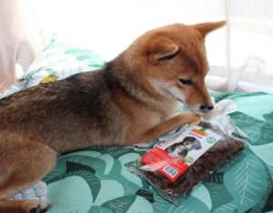 shiba friandise cranberry