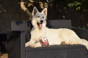 friandise canneberge chien