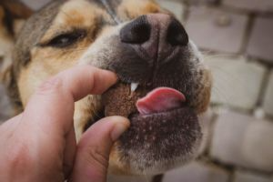 Os a mâcher pour chien