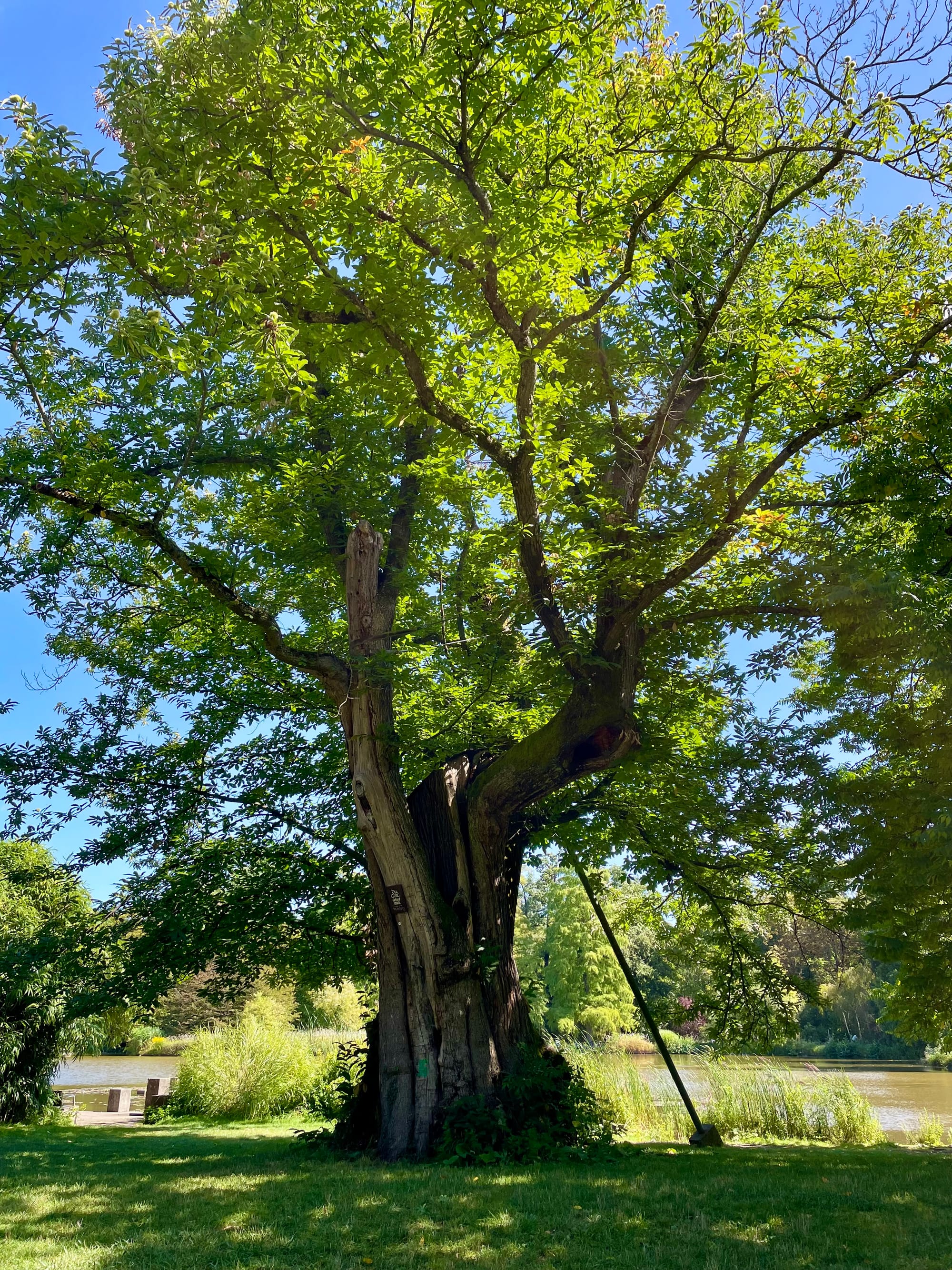 The Hardtwald Forest Chestnut