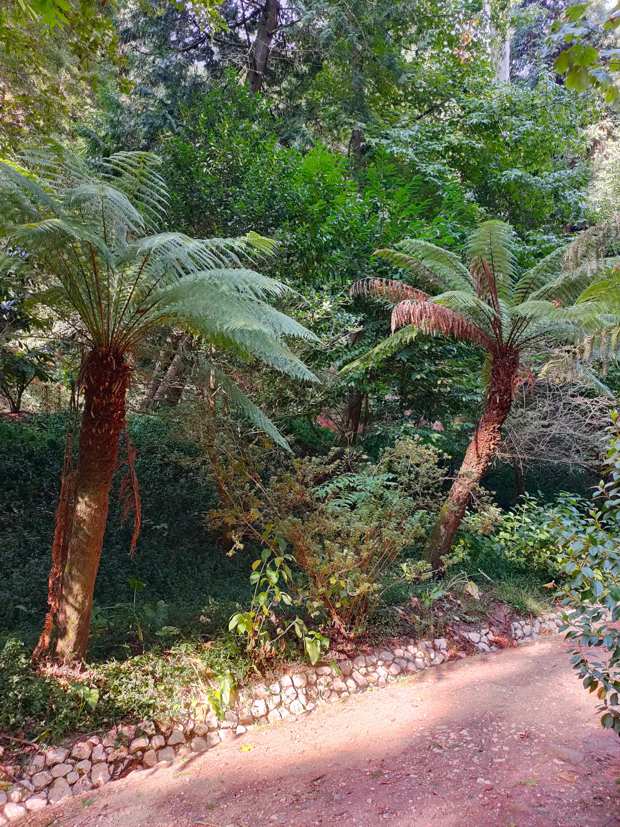 JOUR 2-20-09- AVEIRO-LUSO-MEALHADA