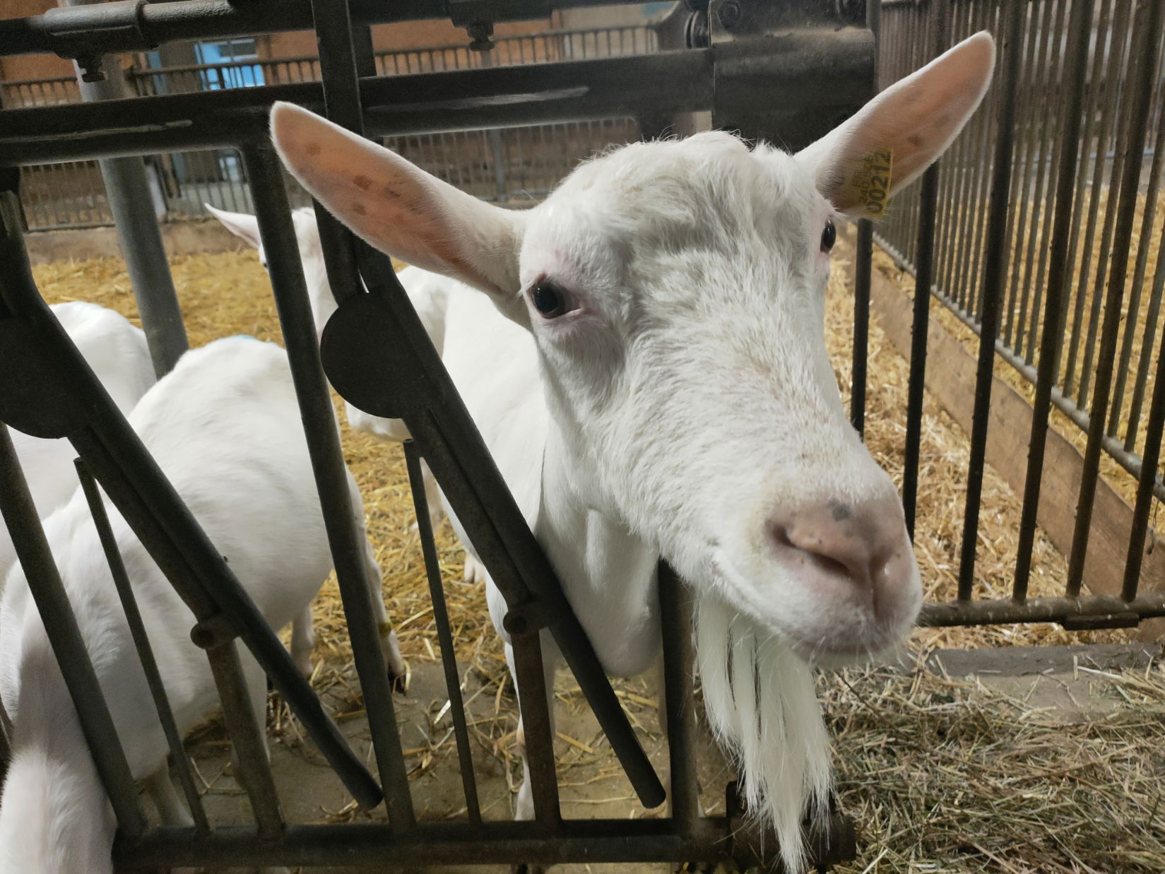 TETE DE VEAU -LANGUE DE BOEUF