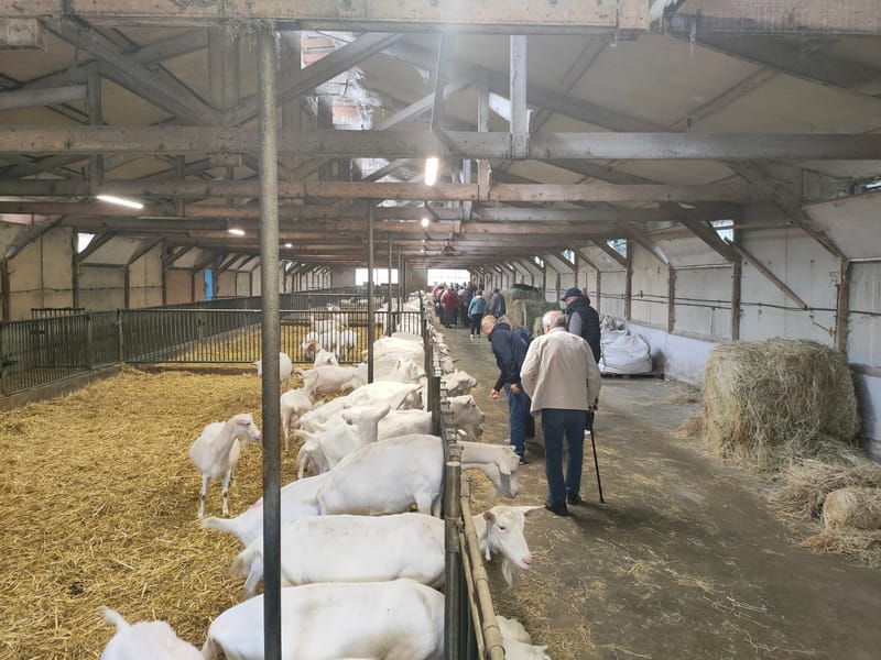 TETE DE VEAU -LANGUE DE BOEUF