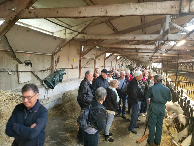 TETE DE VEAU -LANGUE DE BOEUF