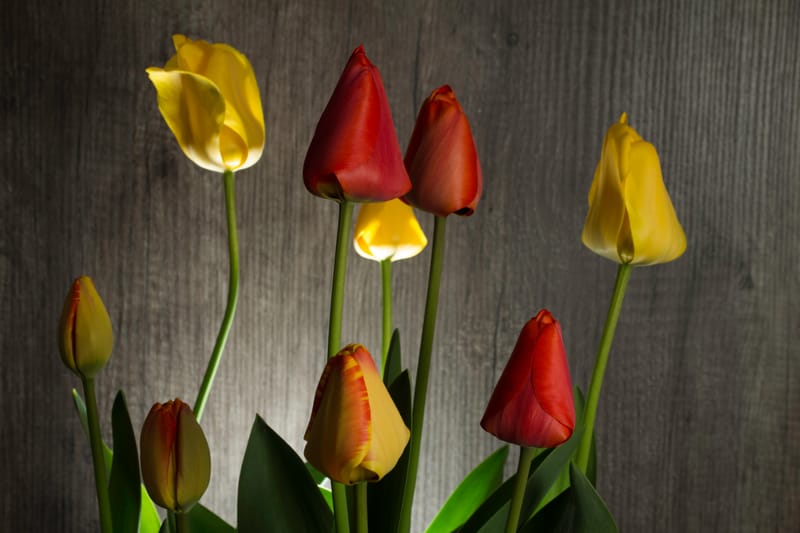 Consigli e Suggerimenti per l'Utilizzo di Fiori Finti in Casa