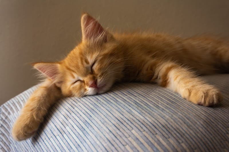 Comment choisir un lit pour un B&B : une approche innovante pour un confort optimal