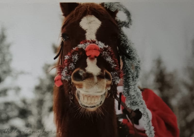 Pferde Weihnacht zur Wintersonnenwende So. 21.12.25