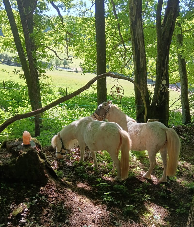 Pony-Zeit "Achtsamkeit auf vier Hufen"