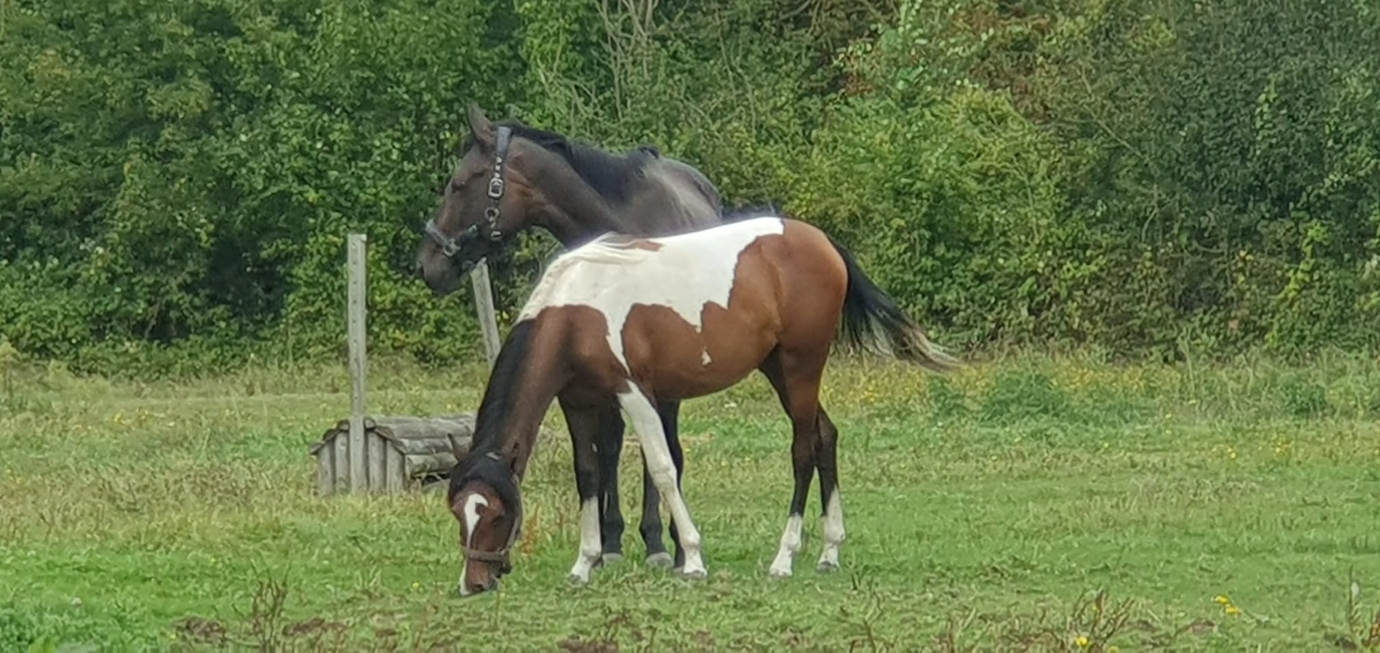 OHANA DE L'ATLAS BAI MAGPIE TOBIANO MULLE RAY