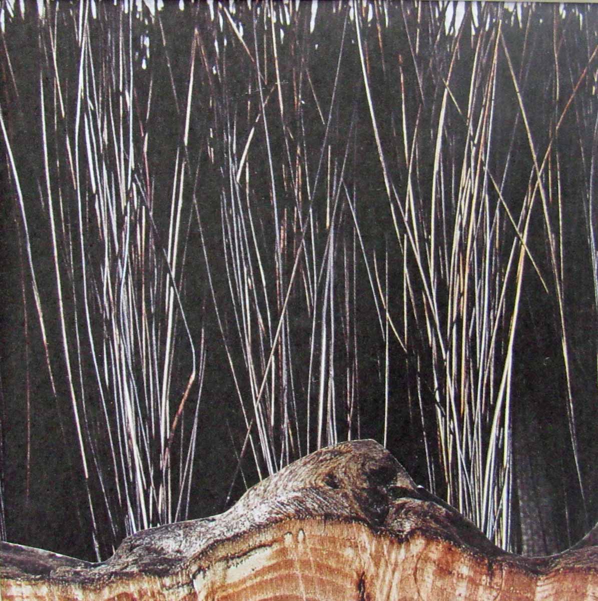Tree in Winter