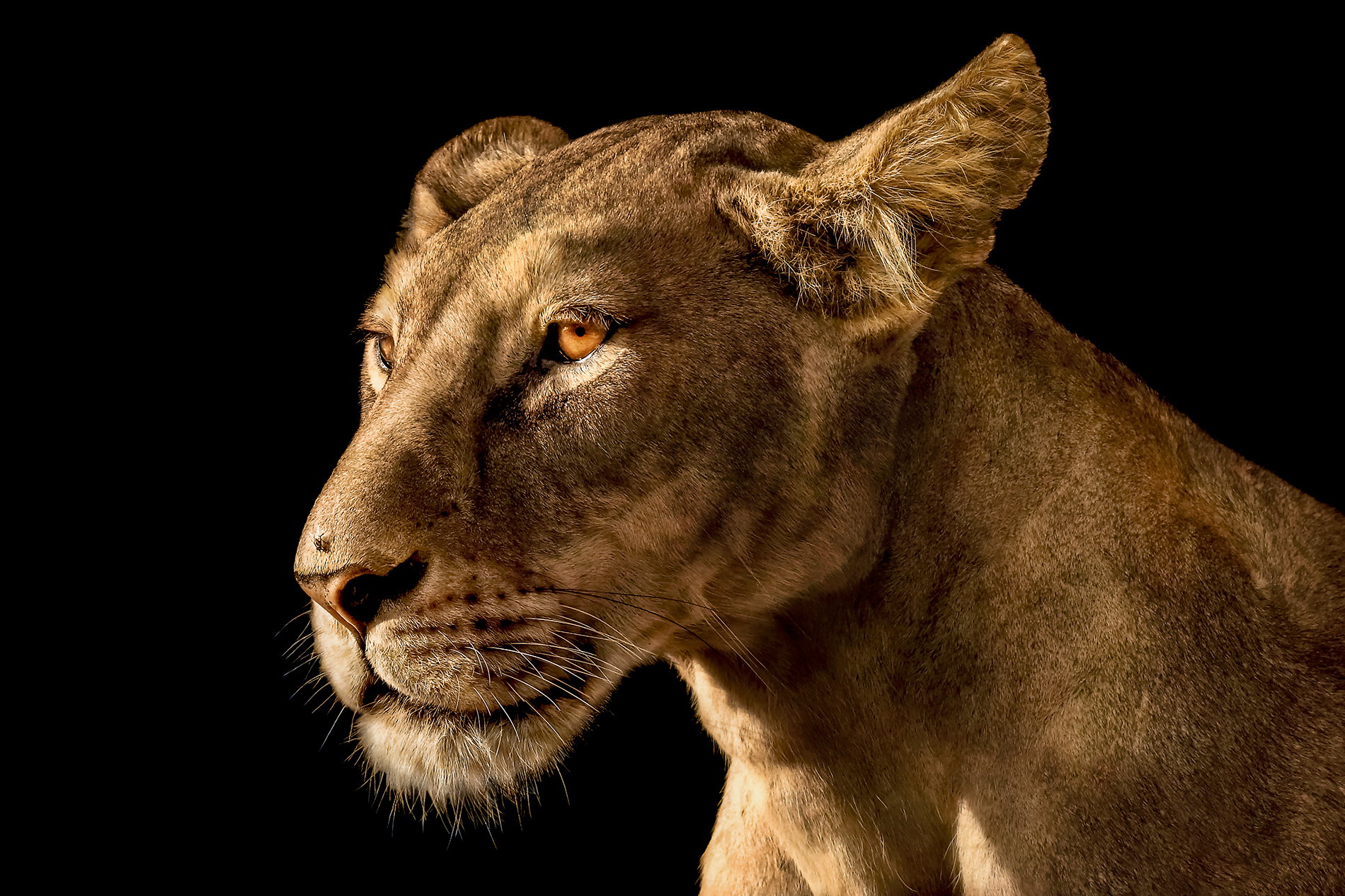 WILD PRIDE 16