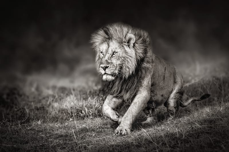 FIERCE 06