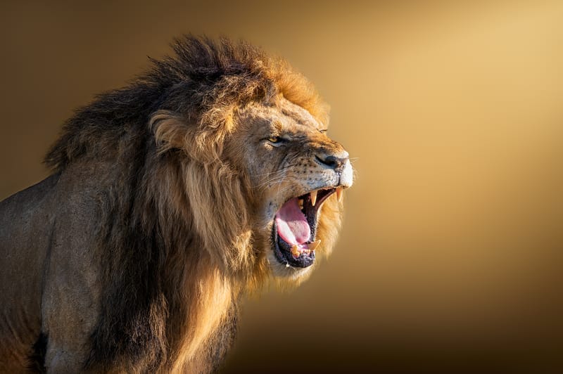 MIGHTY KING 02