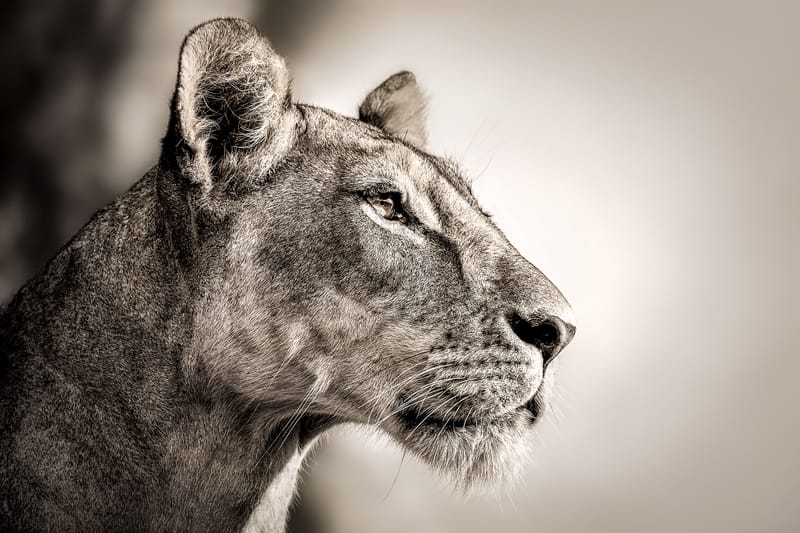 THE QUEEN NABULU 03