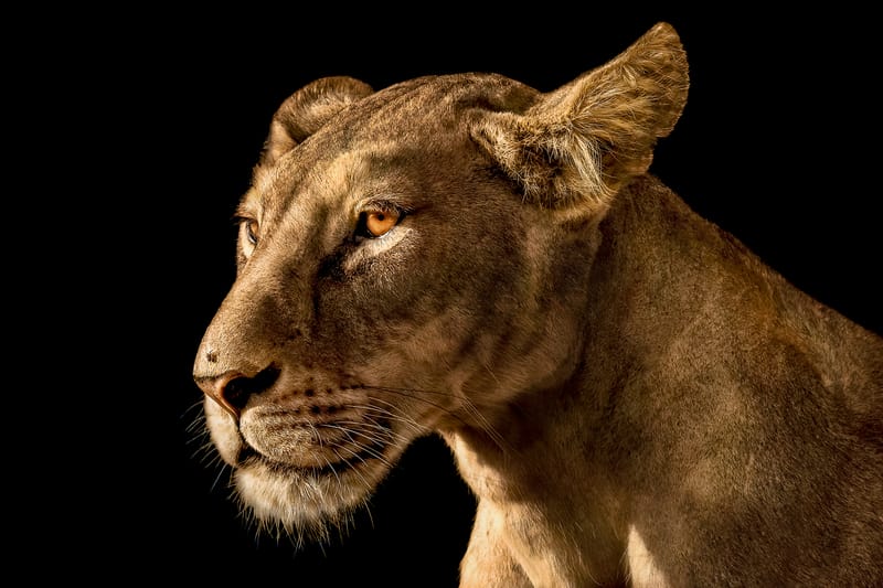 WILD PRIDE 04