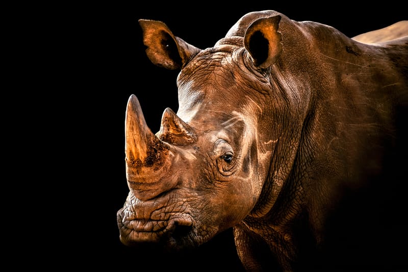 MARION THE WHITE RHINO 05
