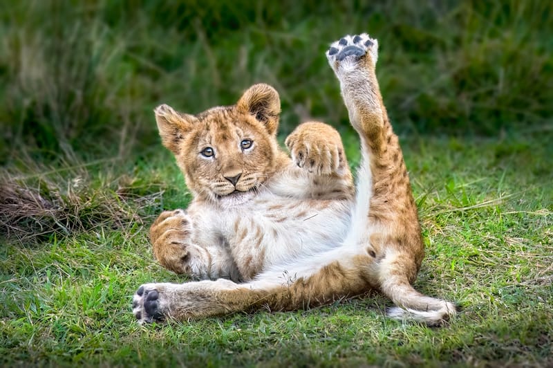 MARSH PRIDE CUB 04