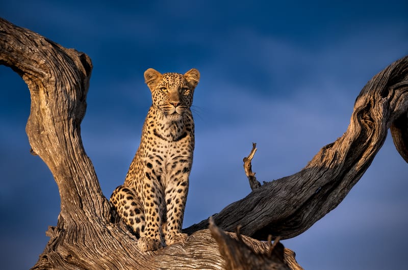 A THRONE OF THE WILD 07
