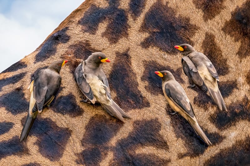 KEEPERS OF THE HIDE 08