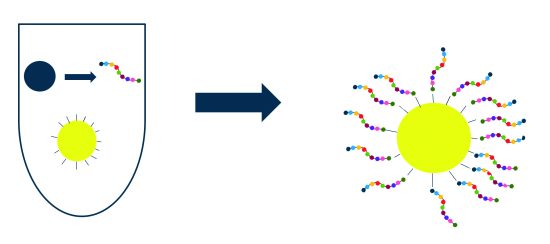 “Ciertos Bacillus han desarrollado una especie de abrigo alrededor de la espora para transportar enzimas y péptidos de manera estable”.