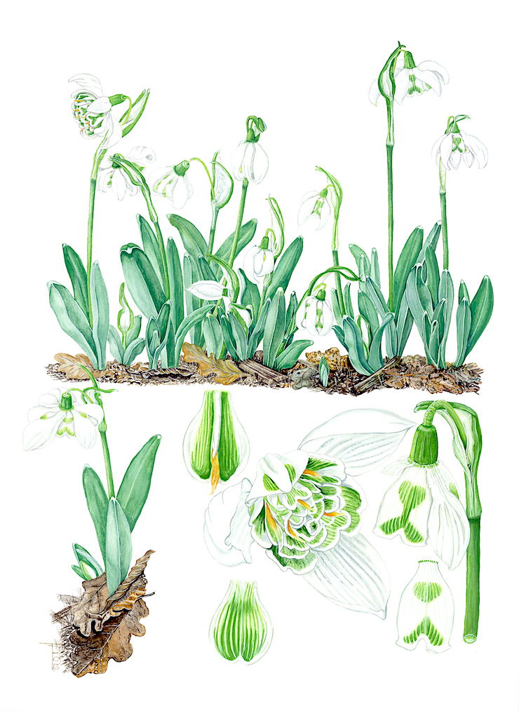 "Jewel in the Forest" Iceni Botanical Artists celebrate Fuller's Mill Garden.