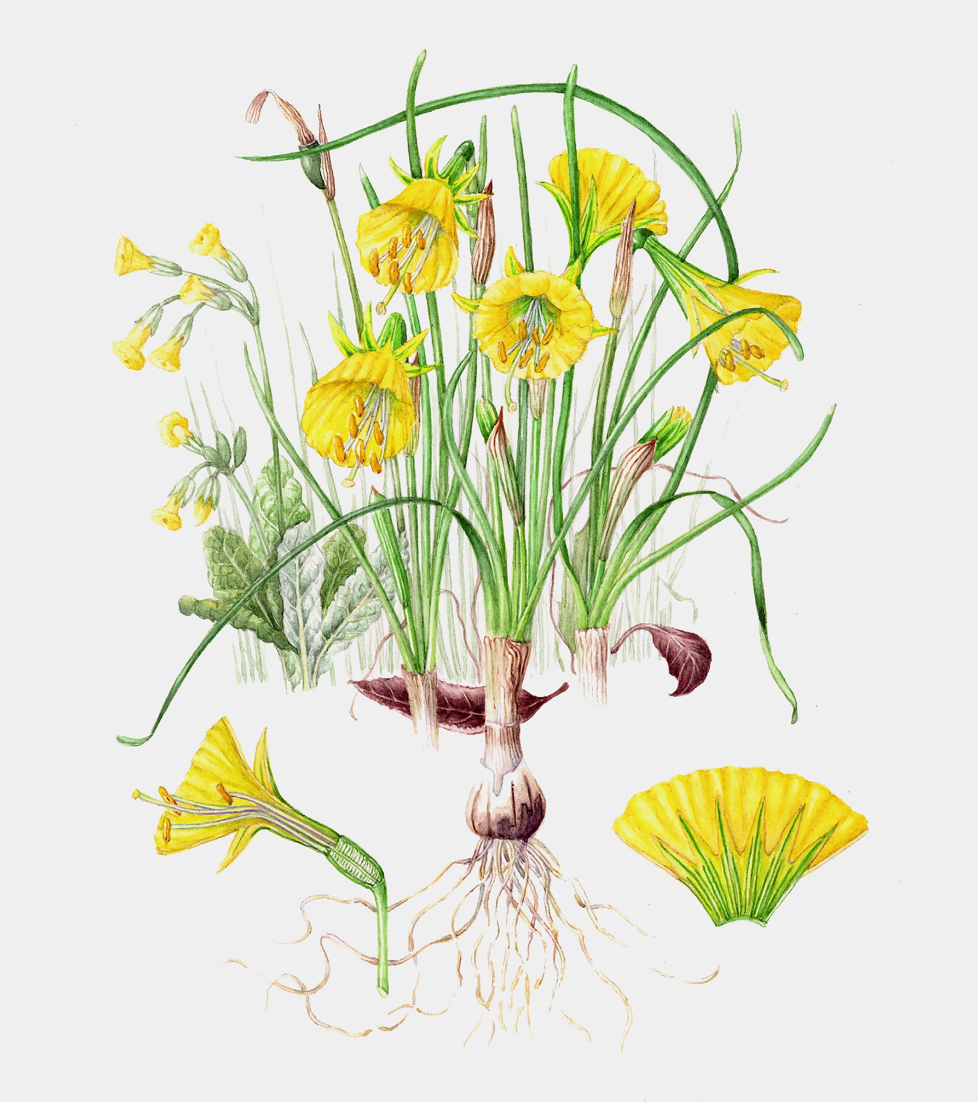 Narcissus bulbocodium from Fullers Mill Garden - A Jewel in the Forest