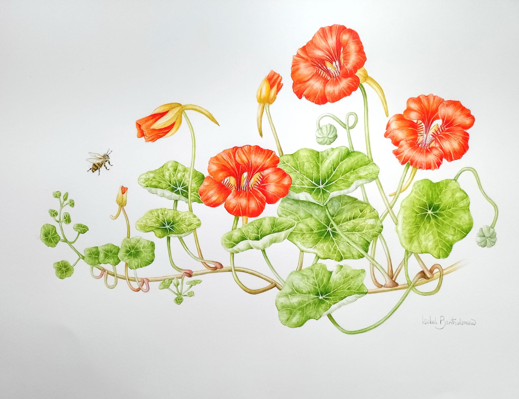 Nasturtiums 2