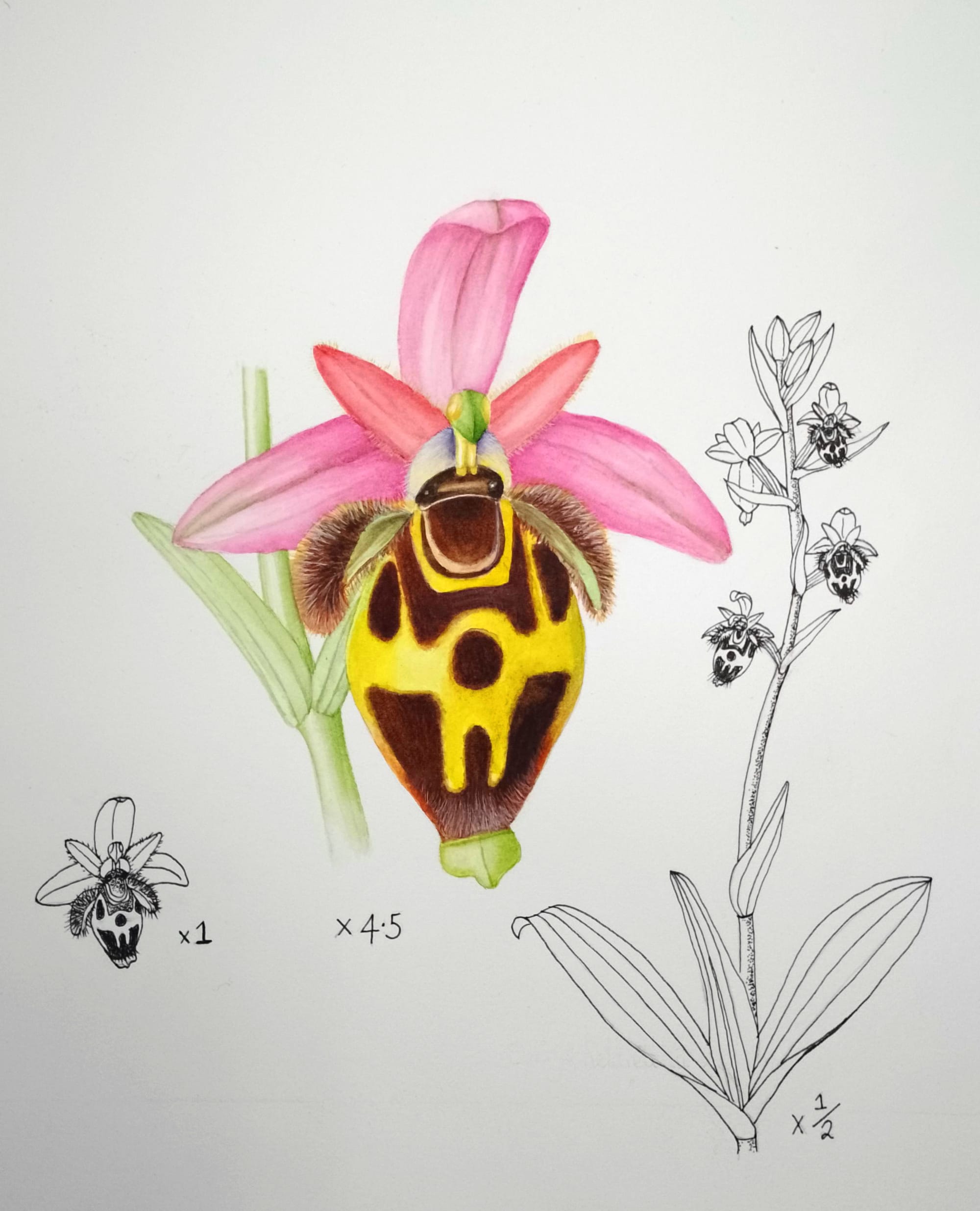 Ophrys heldreichii