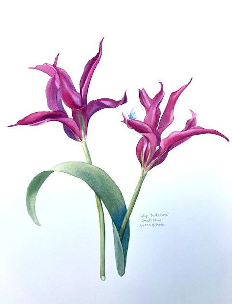 Tulip Ballerina