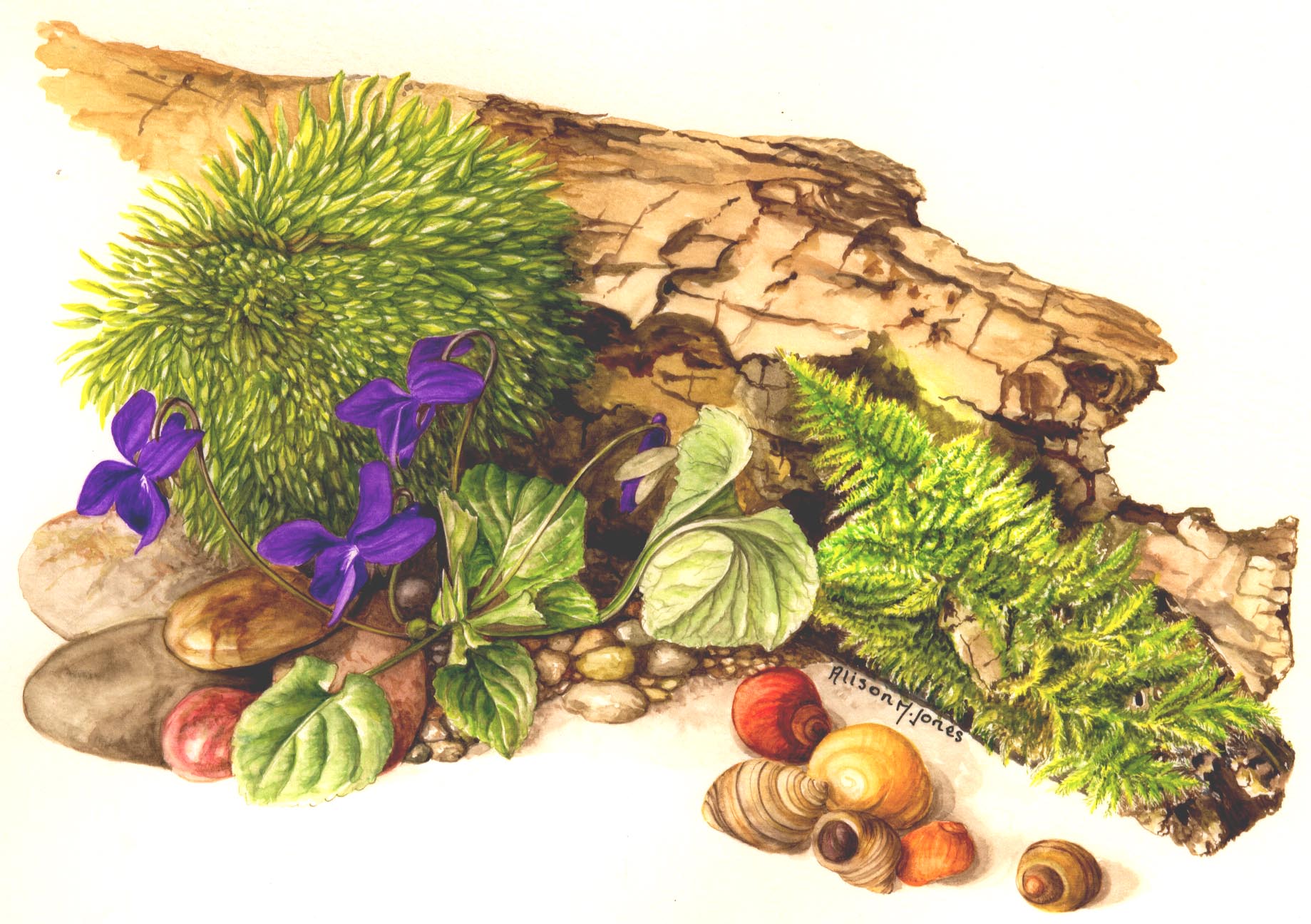 Violets and Moss without background