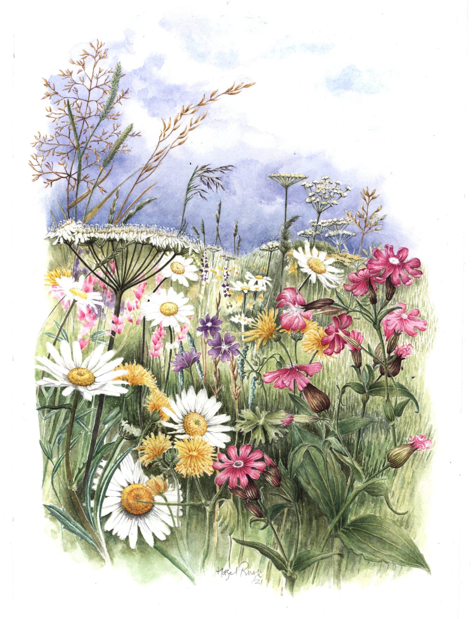 Wildflower Meadow with Ox Eye Daisy