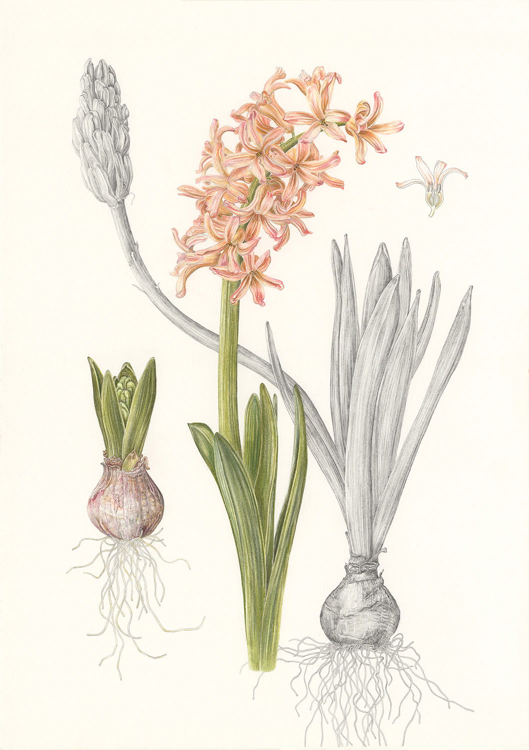 Hyacinthus Orientalis