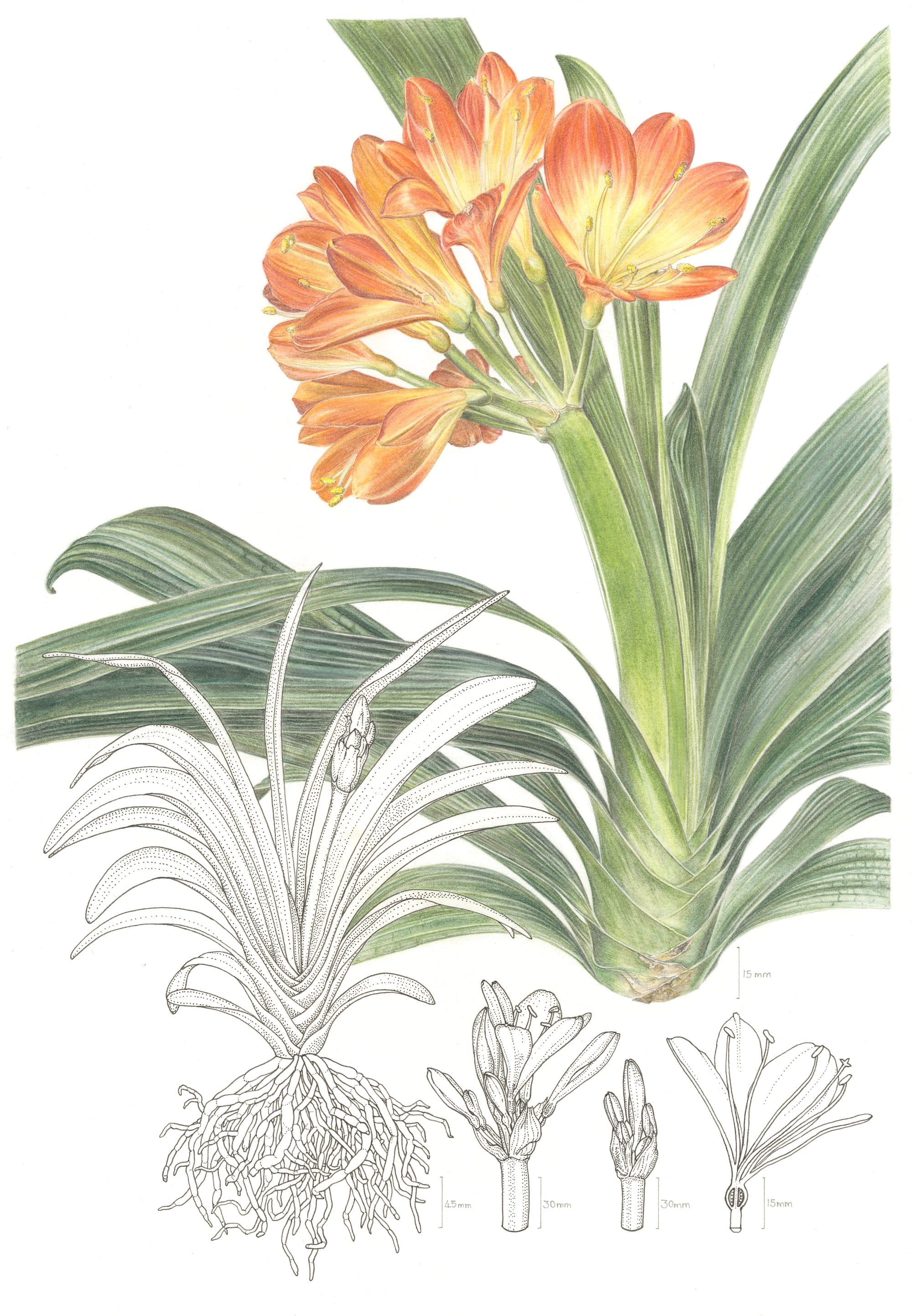 Clivia Miniata