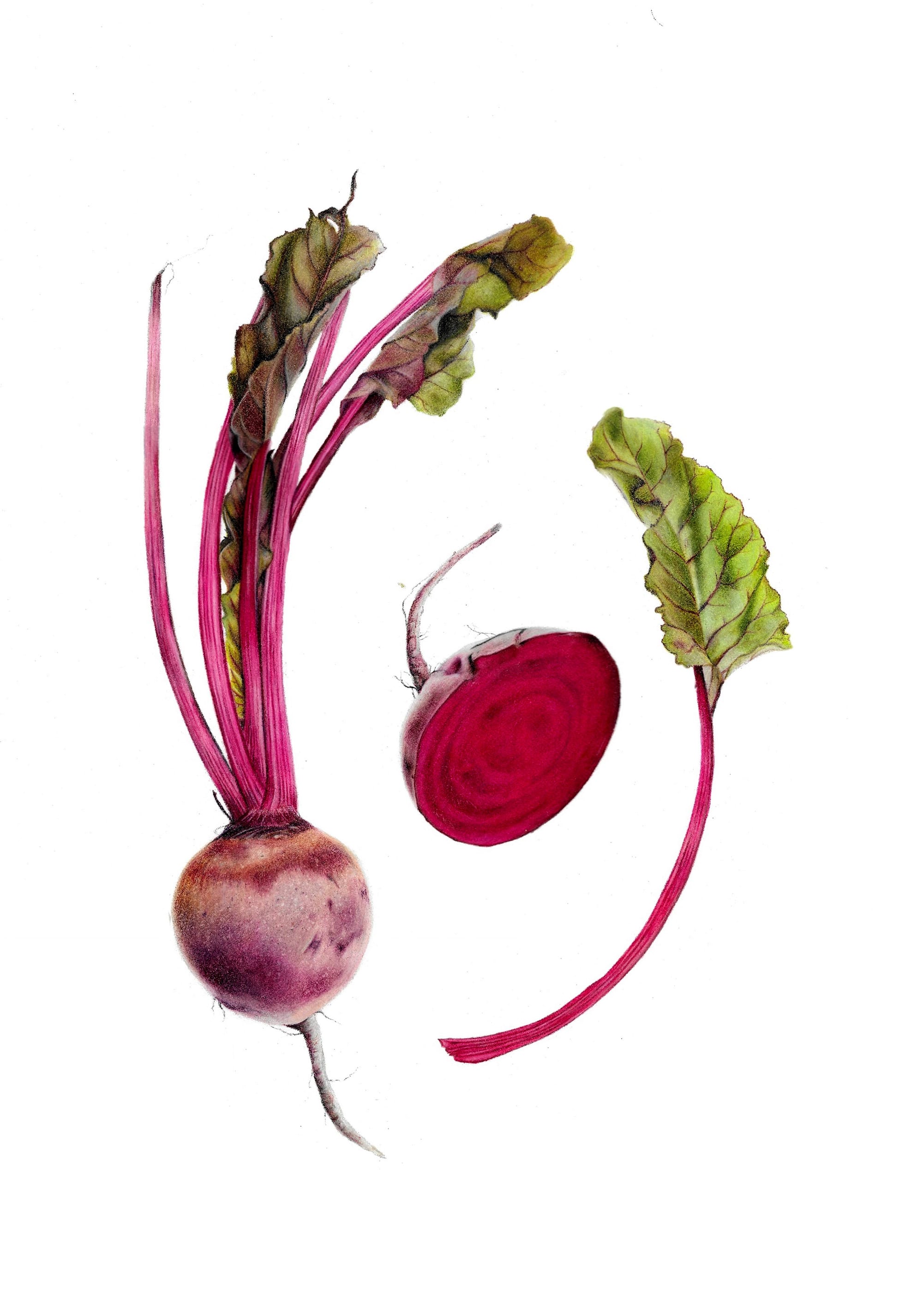 Beta vulgaris - Beetroot