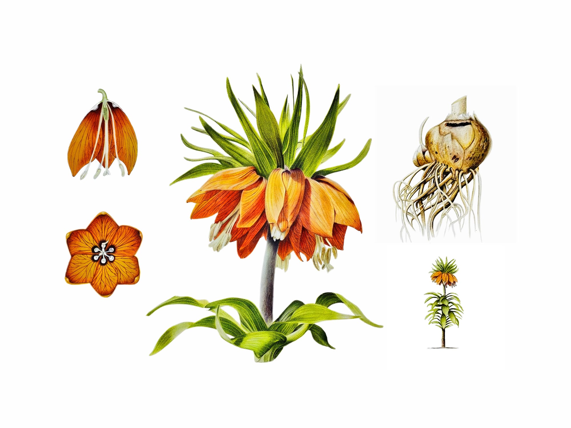 Fritillaria imperialis 'William Rex' Crown fritillary