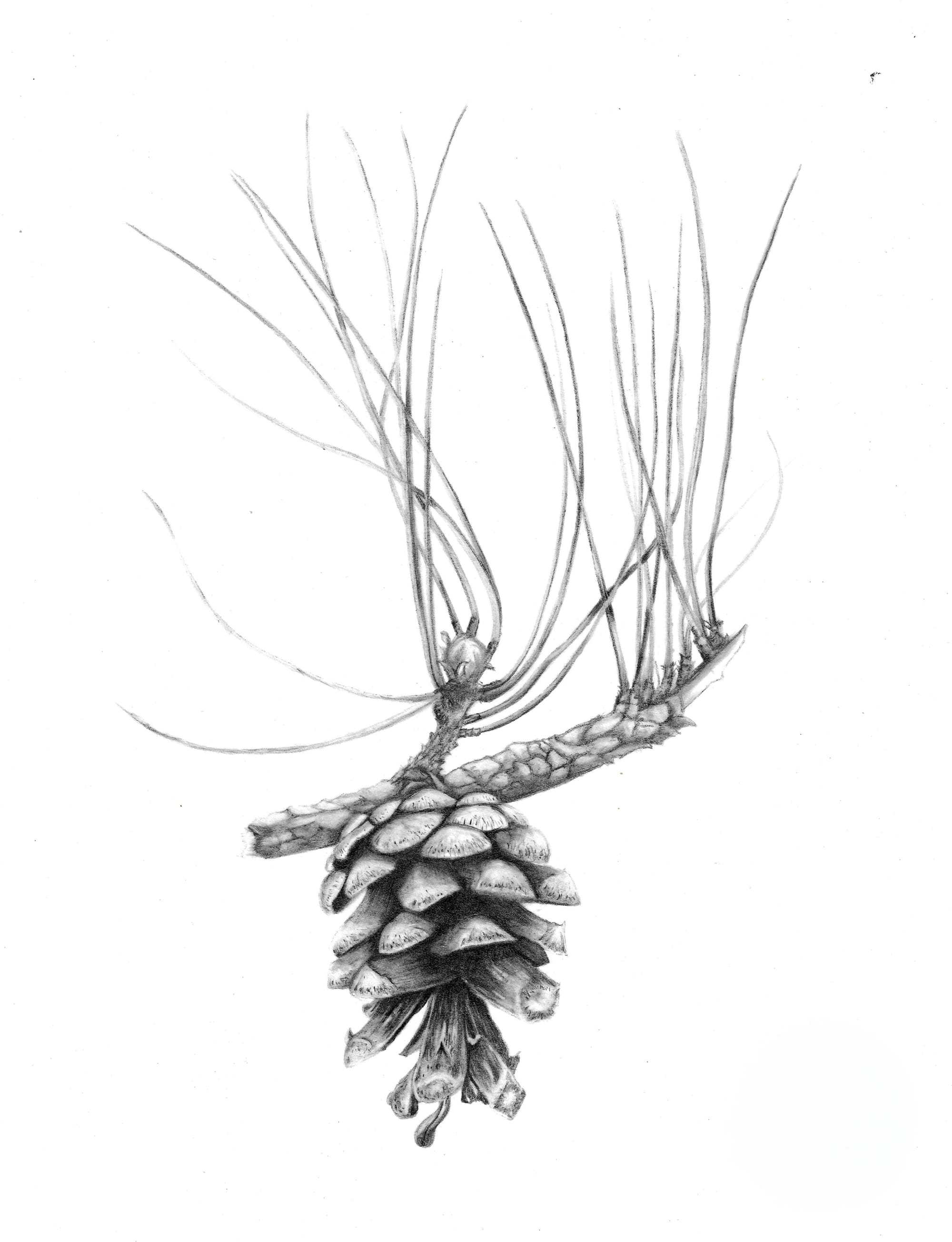 Pinus nigra subsp. nigra Corsican pine