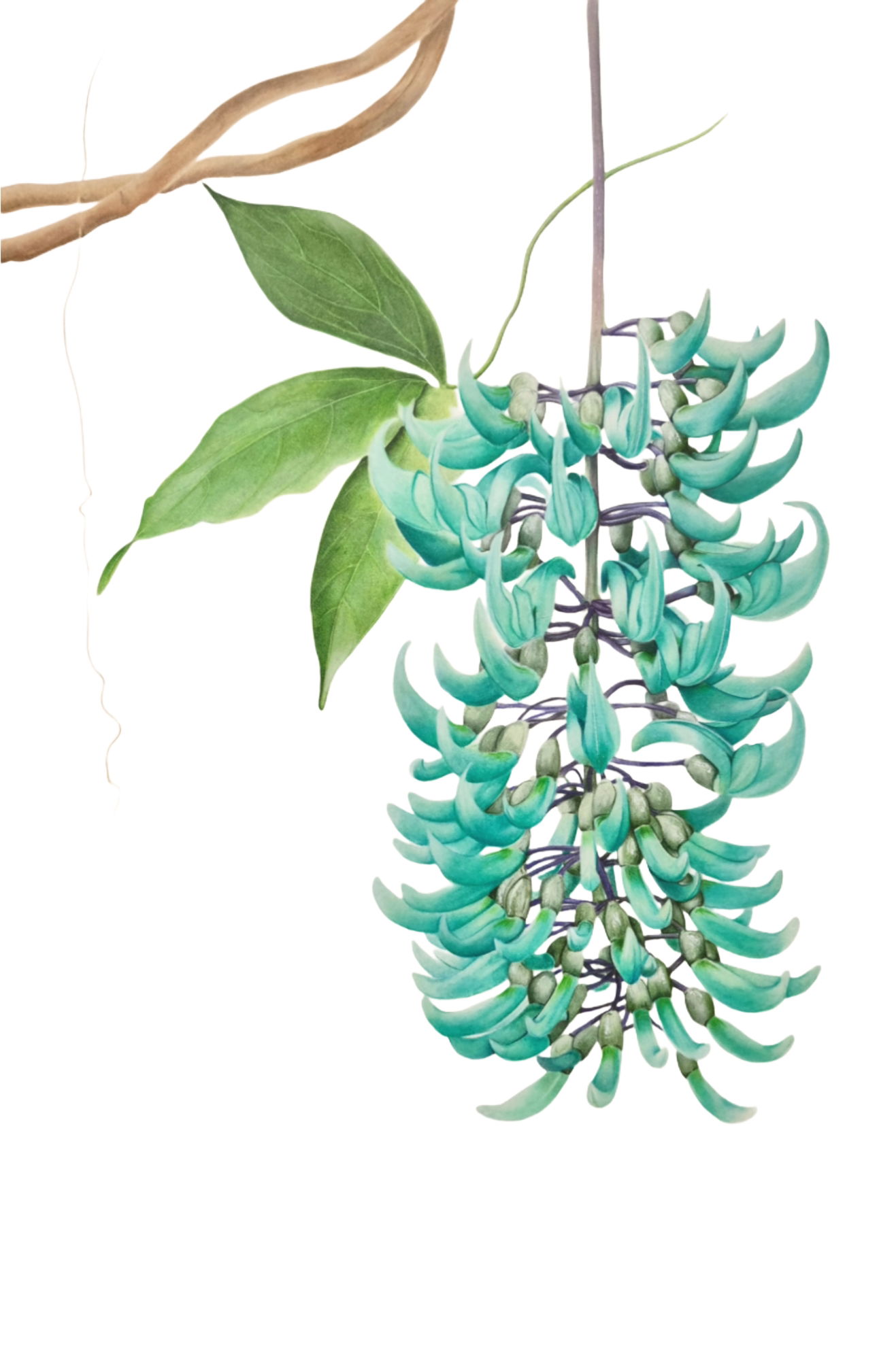 Strongylodon macrobotrys  Jade vine