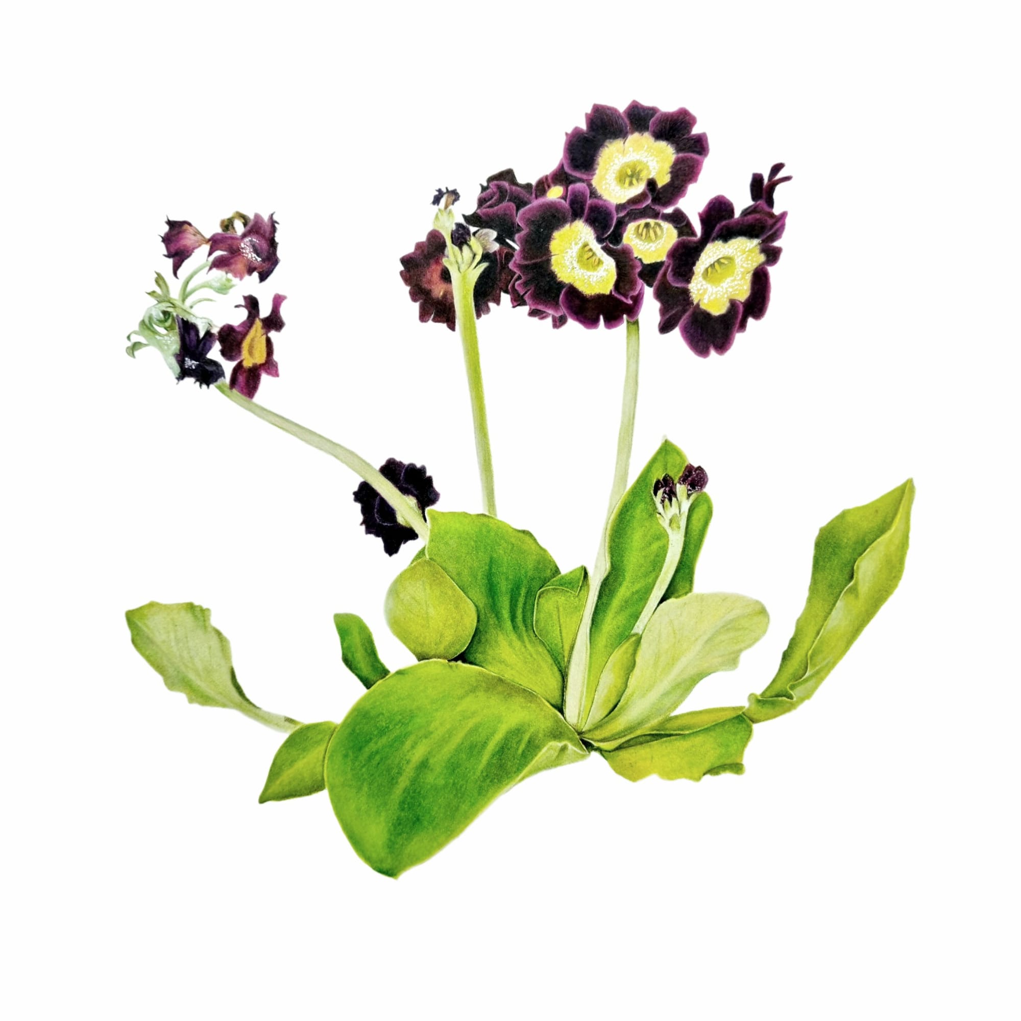 Primula auricula Auricula