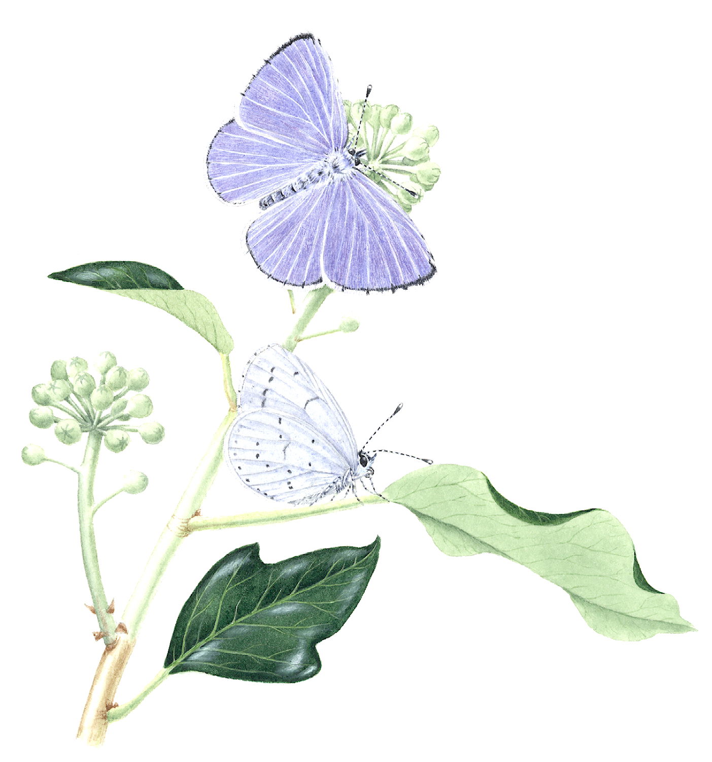 Holly Blue