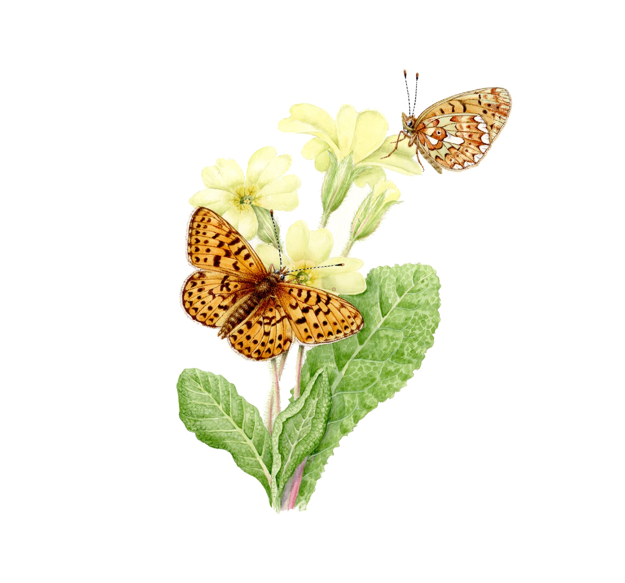 Pearl Fritillary