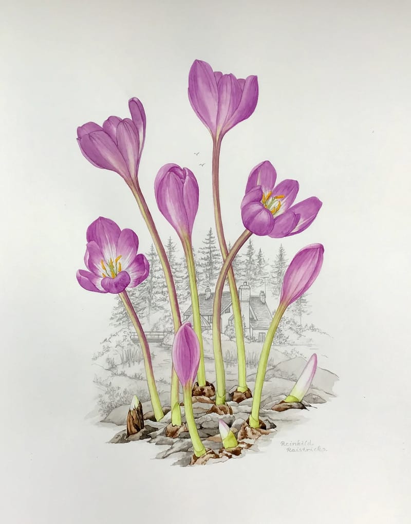 Workshop 16th - 17th Sept 2024: Autumn Leaves, Berries and Colchicums - Botanical Illustration Course with Reinhild Raistrick SBA Fellow.