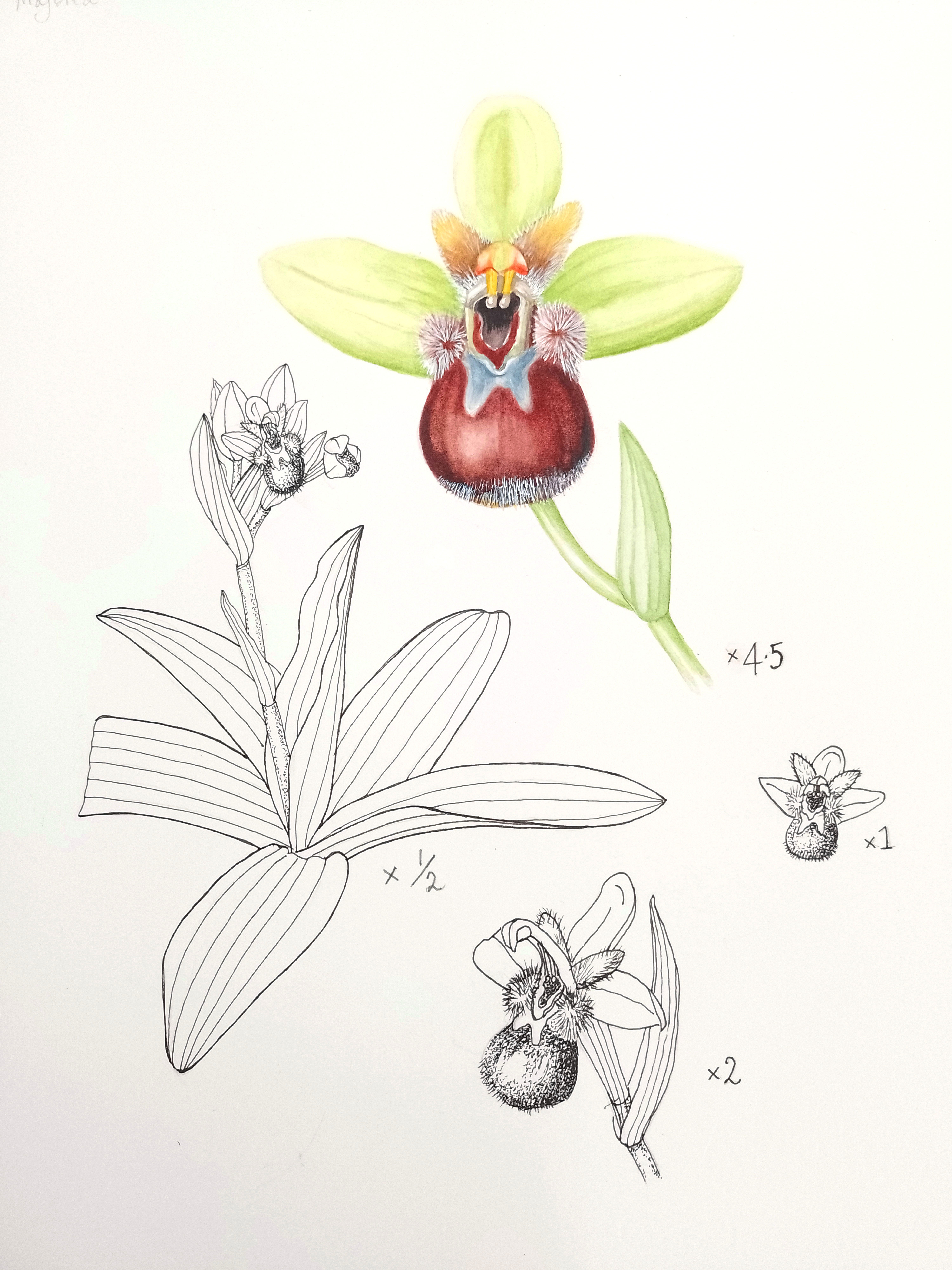 Ophrys bombyliflora, Majorca