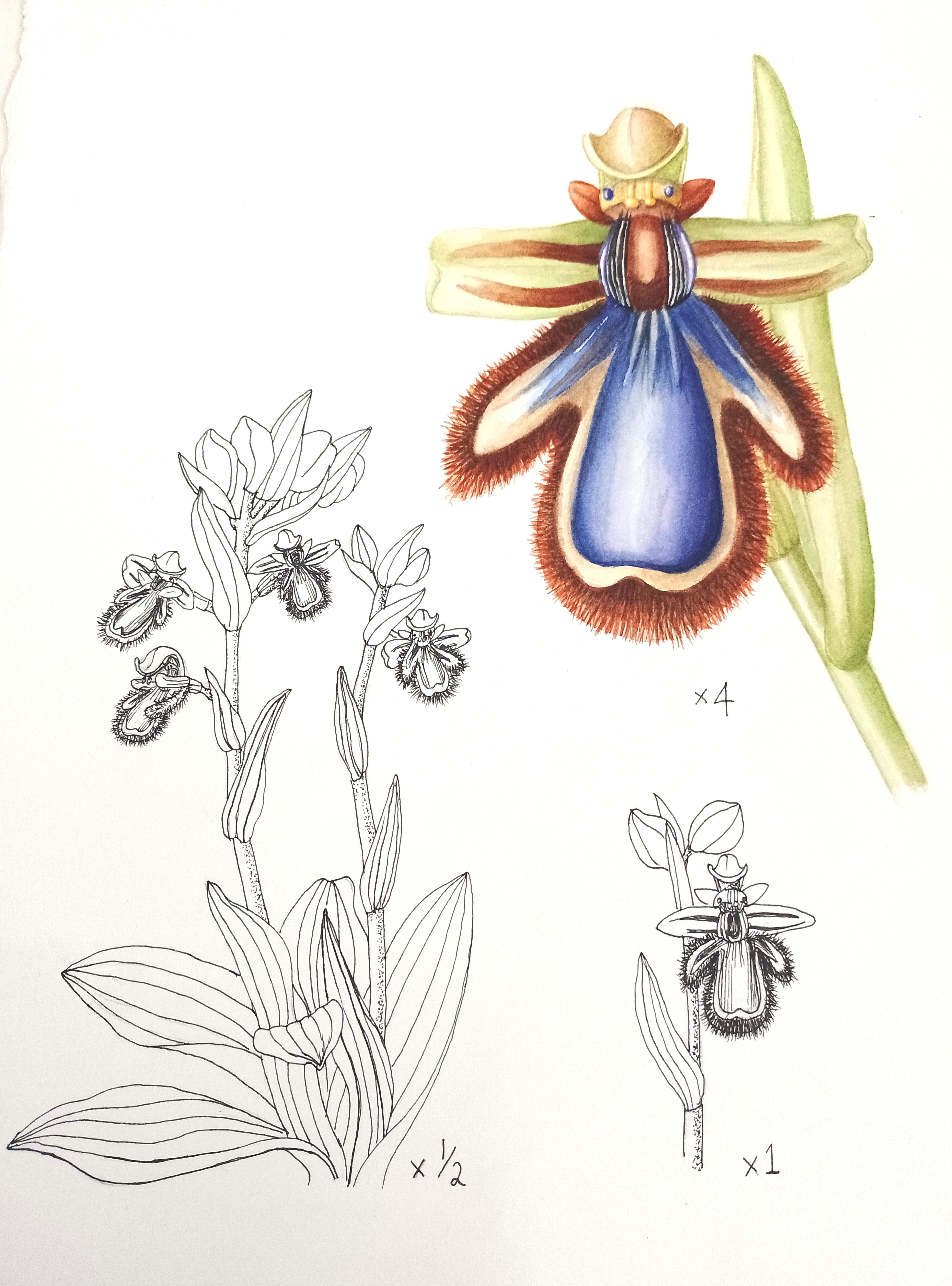 Ophrys speculum Peloponnese