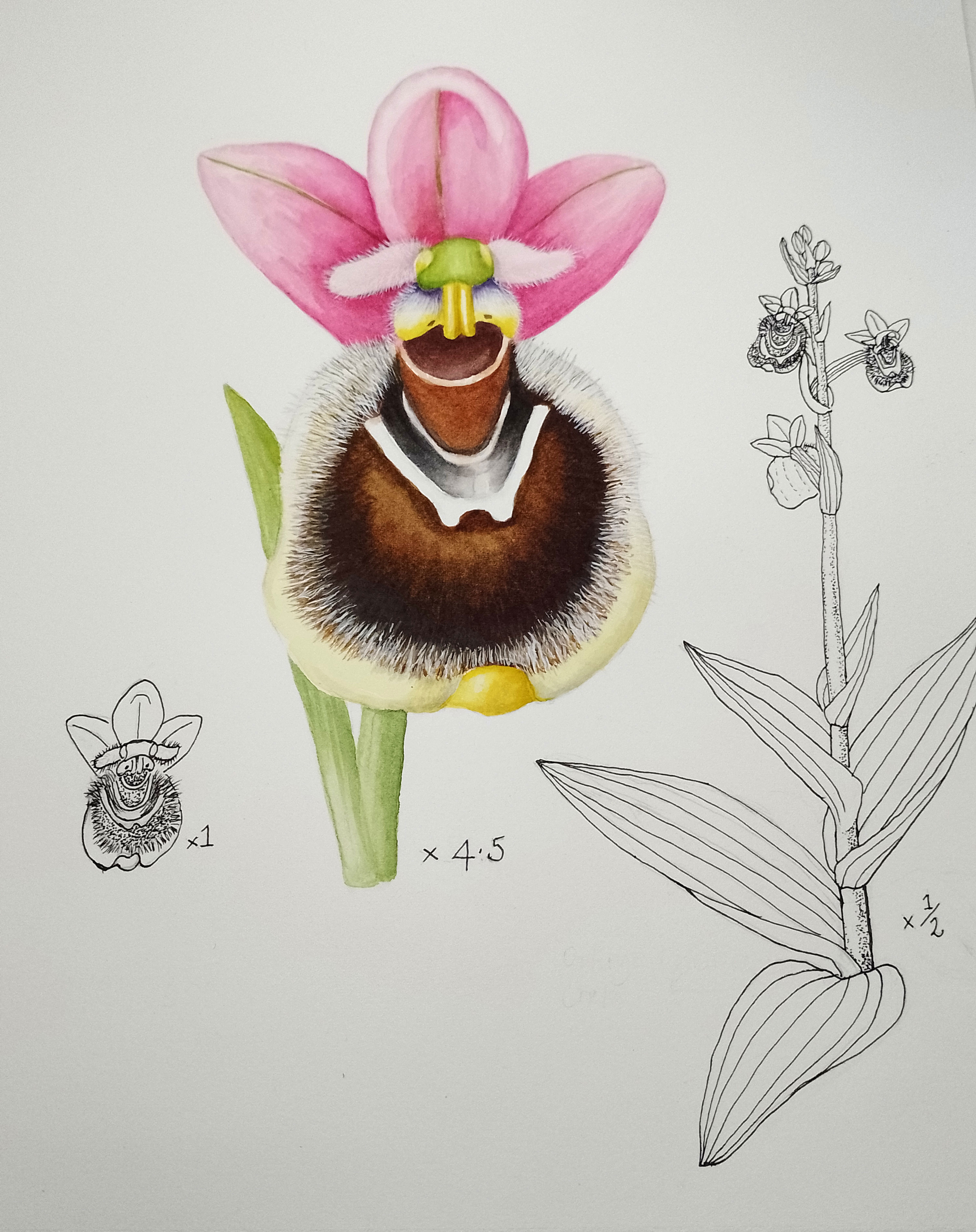 Ophrys tenthredinifera , Crete