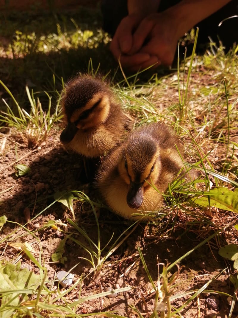 Kiskacsák kerültek bajba a Vizivárosban